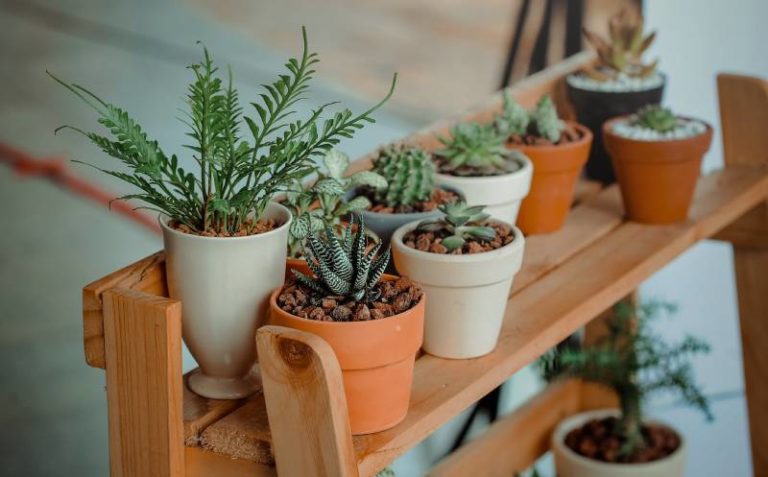 Grow-indoor-plants